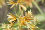 Sharpscale flatsedge